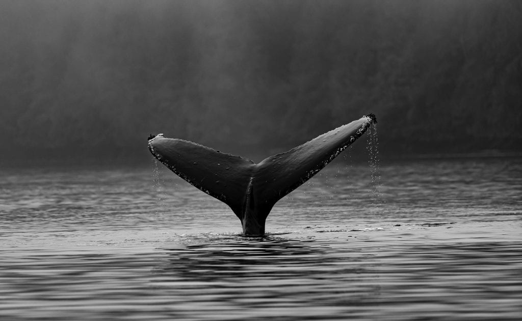 ilustrasi jenis phising whaling